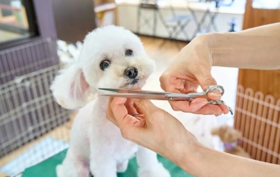 家庭美容刚需！宠物“洗剪吹”设备差异化突围策略